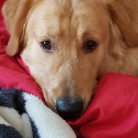 Golden Retriever, Köpek  lex fotoğrafı