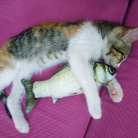 Tekir Kedi, Kedi  Karamel fotoğrafı
