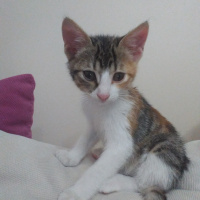 Tekir Kedi, Kedi  Karamel fotoğrafı