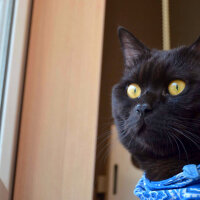 British Shorthair, Kedi  Pars fotoğrafı