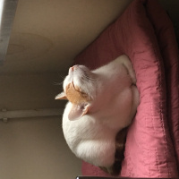 Tekir Kedi, Kedi  Aşkım fotoğrafı