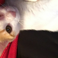 Tekir Kedi, Kedi  Aşkım fotoğrafı