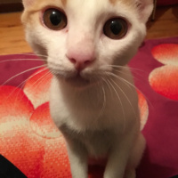 Tekir Kedi, Kedi  Aşkım fotoğrafı