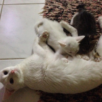 Van Kedisi, Kedi  Mışka fotoğrafı