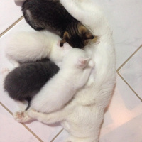 Van Kedisi, Kedi  Mışka fotoğrafı