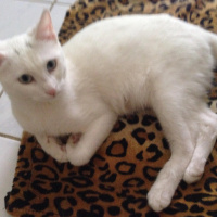 Van Kedisi, Kedi  Mışka fotoğrafı
