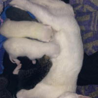 Van Kedisi, Kedi  Mışka fotoğrafı