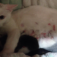Van Kedisi, Kedi  Mışka fotoğrafı