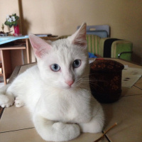 Van Kedisi, Kedi  Mışka fotoğrafı
