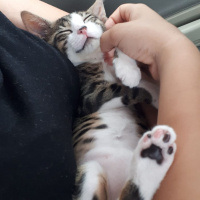 Tekir Kedi, Kedi  Çakır fotoğrafı