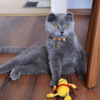 Scottish Fold, Kedi  pablo fotoğrafı