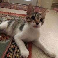 Tekir Kedi, Kedi  eros fotoğrafı