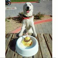 Golden Retriever, Köpek  Kaşar fotoğrafı