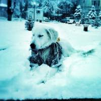 Golden Retriever, Köpek  Kaşar fotoğrafı