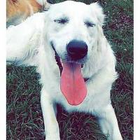 Golden Retriever, Köpek  Kaşar fotoğrafı