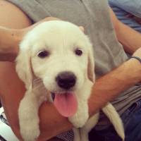 Golden Retriever, Köpek  Kaşar fotoğrafı