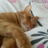 Tekir Kedi, Kedi  Koç fotoğrafı