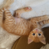 Tekir Kedi, Kedi  Yavru1 fotoğrafı