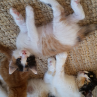 Tekir Kedi, Kedi  Yavru1 fotoğrafı