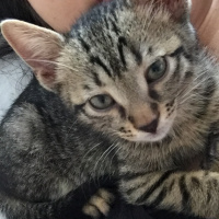 Soke, Kedi  Osman fotoğrafı