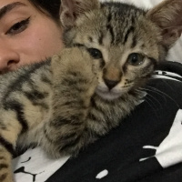 Soke, Kedi  Osman fotoğrafı
