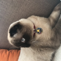 Scottish Fold, Kedi  Mocha fotoğrafı