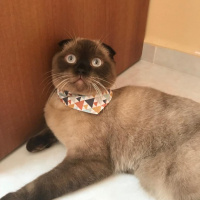 Scottish Fold, Kedi  Mocha fotoğrafı