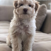 Maltese, Köpek  Herkül fotoğrafı