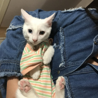 Van Kedisi, Kedi  Prens Sülü fotoğrafı
