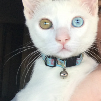 Van Kedisi, Kedi  Prens Sülü fotoğrafı