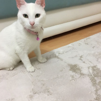 Tekir Kedi, Kedi  Çakıl fotoğrafı