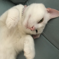 Tekir Kedi, Kedi  Çakıl fotoğrafı