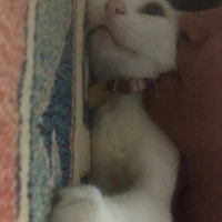 Tekir Kedi, Kedi  Çakıl fotoğrafı