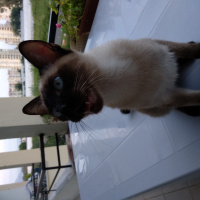 Siyam Kedisi, Kedi  Pars fotoğrafı