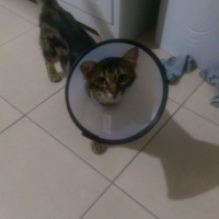 Tekir Kedi, Kedi  minnak fotoğrafı