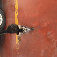 Australian Mist, Kedi  Afacan fotoğrafı