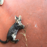 Australian Mist, Kedi  Afacan fotoğrafı