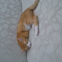 Tekir Kedi, Kedi  Bedem fotoğrafı