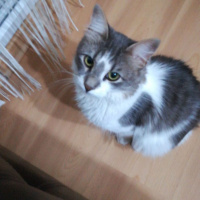 Tekir Kedi, Kedi  Pati fotoğrafı
