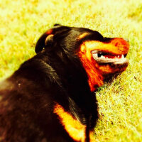 Rottweiler, Köpek  TİNA fotoğrafı