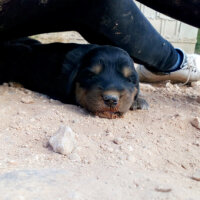 Rottweiler, Köpek  TİNA fotoğrafı