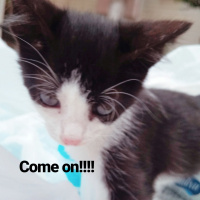 Bombay, Kedi  Coco fotoğrafı