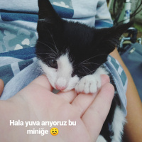 Bombay, Kedi  Coco fotoğrafı