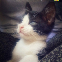 Bombay, Kedi  Coco fotoğrafı
