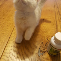 British Shorthair, Kedi  ismi yok fotoğrafı