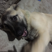 Alman Çoban Köpeği, Köpek  Kobra fotoğrafı