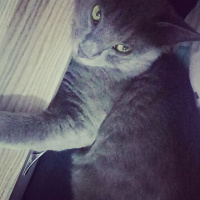 British Shorthair, Kedi  Bulut fotoğrafı