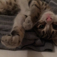 Tekir Kedi, Kedi  minik fotoğrafı