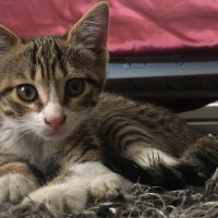 Tekir Kedi, Kedi  minik fotoğrafı