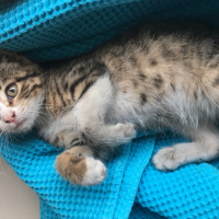 Tekir Kedi, Kedi  minik fotoğrafı